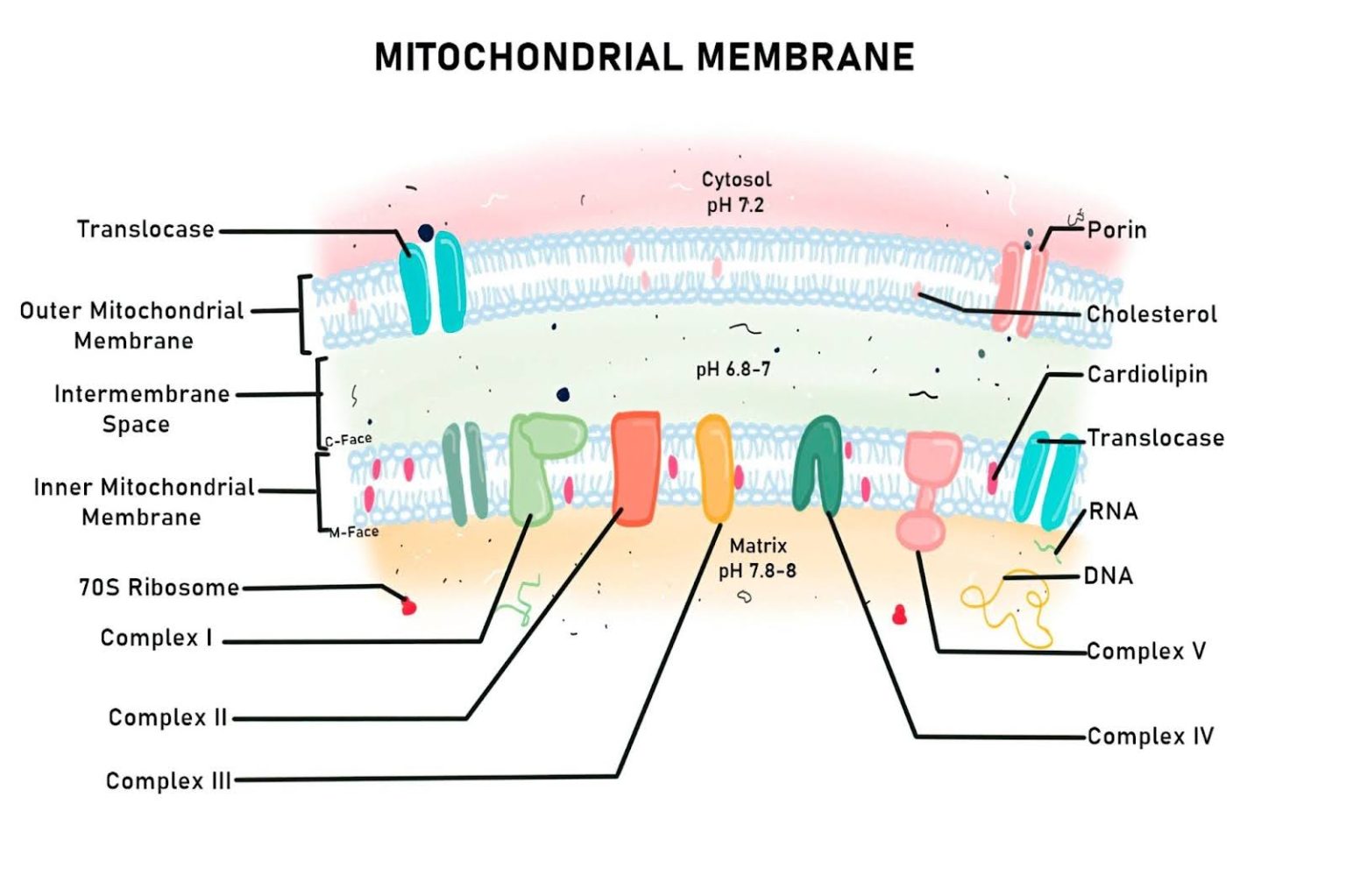 SS-31 and Glutathione